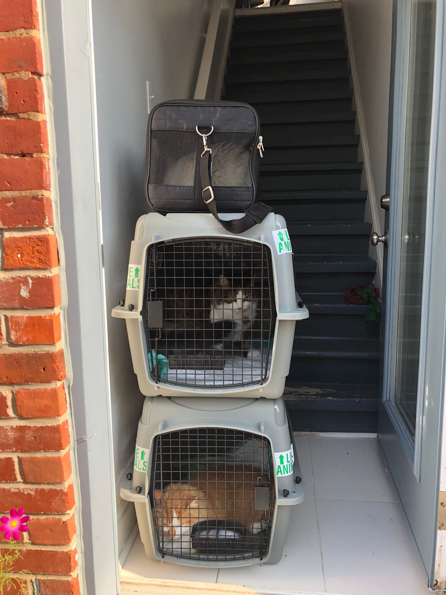 Tres gatos en sus transportines apilados en la puerta de una casa. De abajo 
arriba: Calvin, Vera, 
Luna