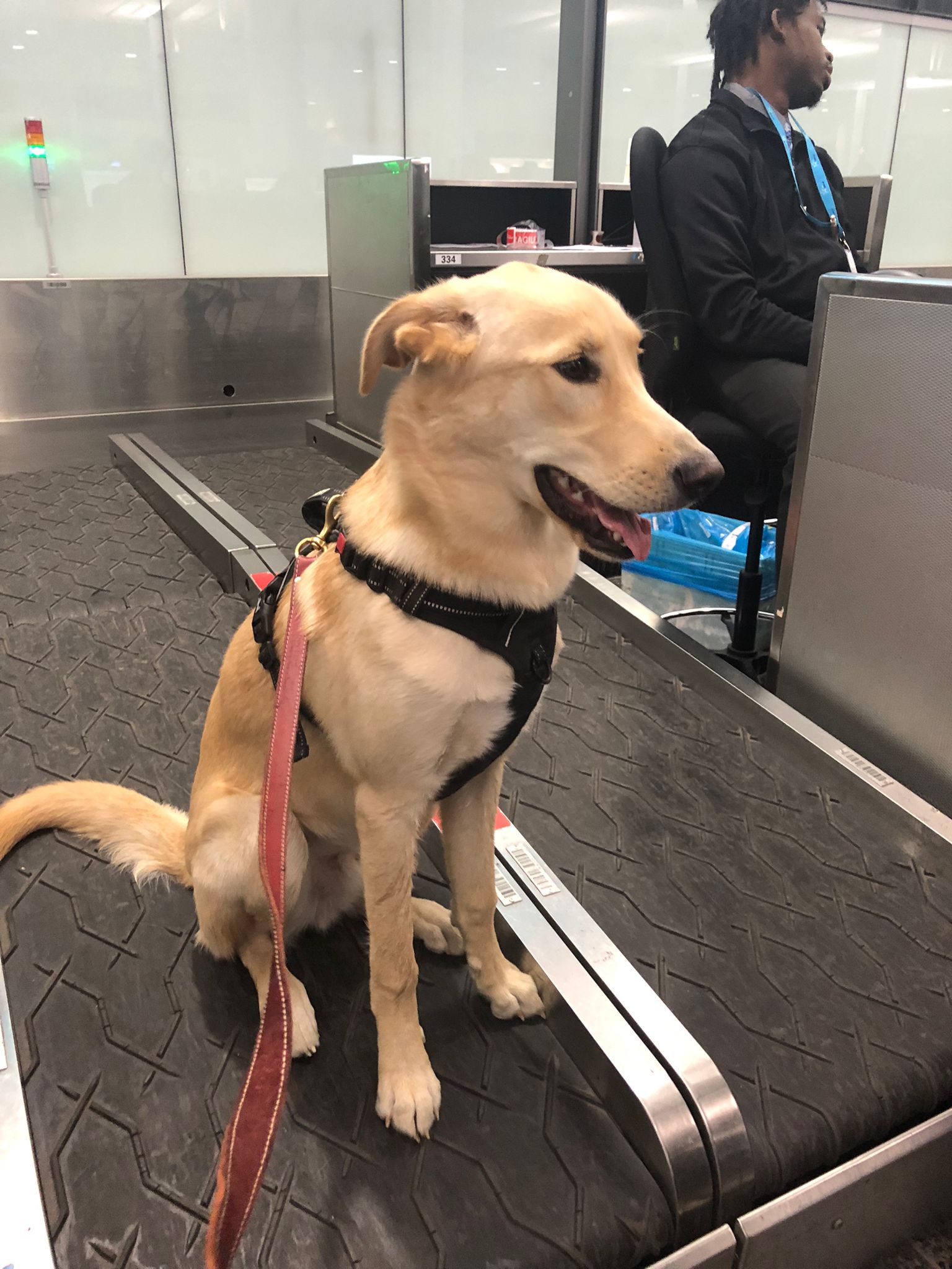 Kobe, una mezcla de Labrador con Husky, se pesa en el mostrador de un 
aeropuerto